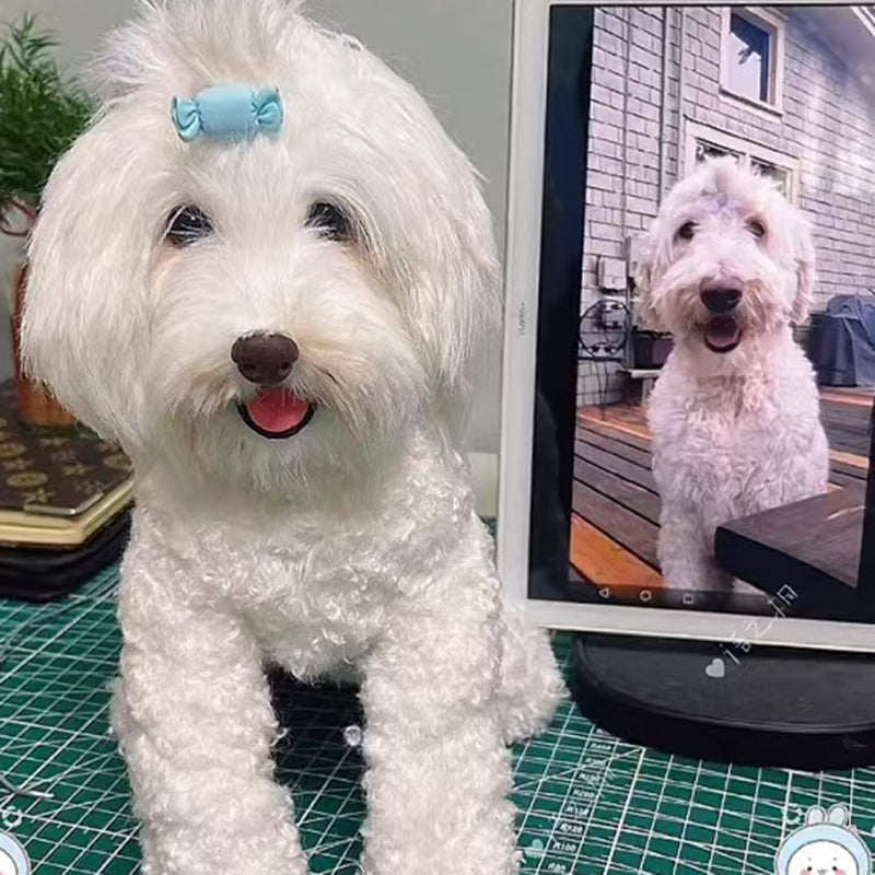 Customize Pipe-cleaner Clone Pets